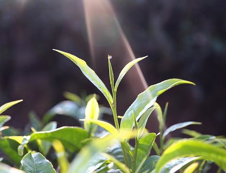 Кубань готова двукратно нарастить площади чайных плантаций