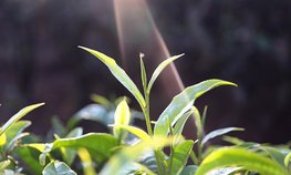 Кубань готова двукратно нарастить площади чайных плантаций