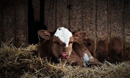 В Кузбассе две семейные фермы получат грантовую поддержку на развитие производства