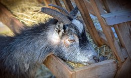 Костромские аграрии получили более 80 % средств, запланированных на господдержку АПК