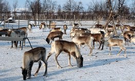 В ЯНАО выделили дополнительные средства на закуп оленины