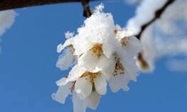 Правительство окажет финансовую помощь сельхозпроизводителям, чьи посадки пострадали от заморозков в мае 2024 года