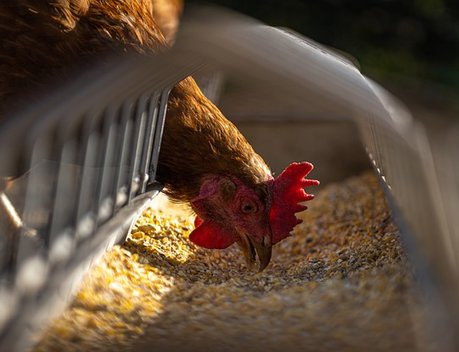 В Ивановской области растет производство животноводческой продукции