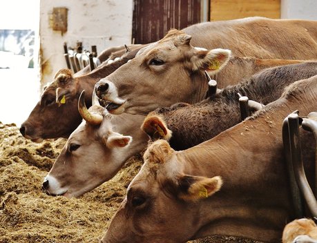 В Тверской области сохраняется тенденция роста производства продукции животноводства