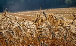 В ДНР планируют собрать около 670 тыс. тонн зерновых и зернобобовых культур