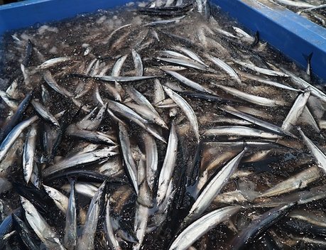 Оксана Лут ознакомилась с развитием рыбной отрасли и АПК Сахалинской области