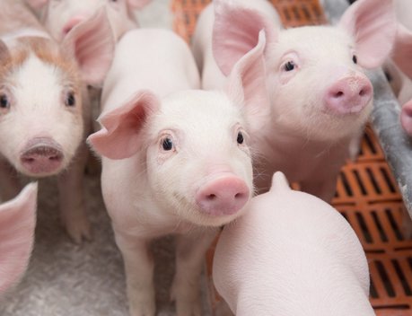 В Бурятии сняли ограничения на экспорт скота и животноводческой продукции