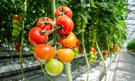 На Южном Урале выросло производство овощей в тепличных комплексах с режимом досвечивания