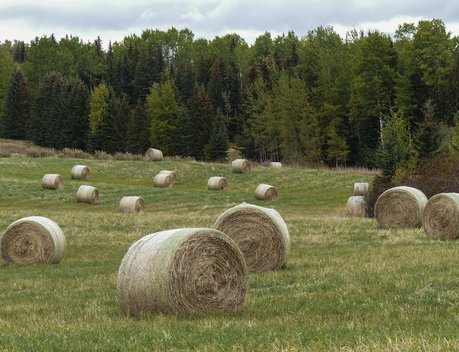 В Тамбовской области ввели мораторий на приватизацию сельхозземель до 2050 года