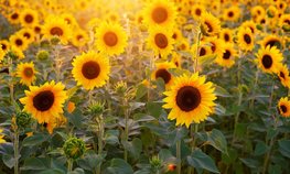 Россия и Индия могут расширить сотрудничество в сельском хозяйстве