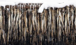 Спрос на специалистов рыбного хозяйства в России за год вырос на 34 %