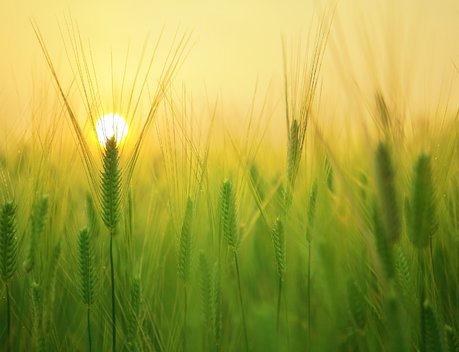 Оксана Лут обозначила перспективные направления сотрудничества России и Африки в сфере АПК