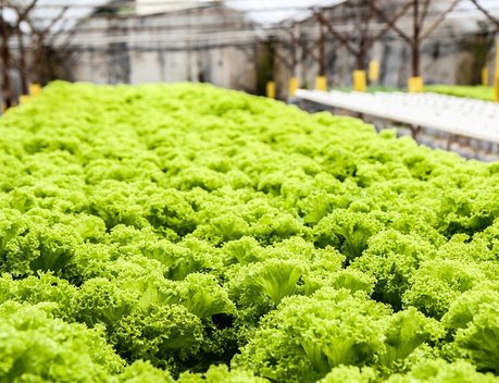 В Хабаровском крае поддержали модернизацию круглогодичных тепличных комплексов