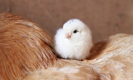 В Чувашии объем средств на аграрные инвестпроекты планируют увеличить втрое