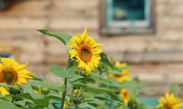 Дмитрий Патрушев и глава Республики Алтай Андрей Турчак обсудили вопросы развития агропромышленного комплекса и экологии региона