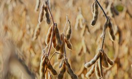 Оксана Лут и Евгений Первышов обсудили развитие АПК Тамбовской области