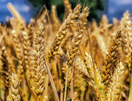 Оксана Лут: Россия — надежный партнер на мировом рынке зерна и масложировой продукции