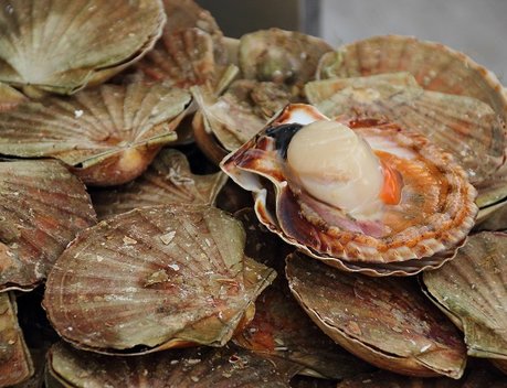 Товарооборот морепродуктами между РФ и странами Ближнего Востока вырос на 22 %