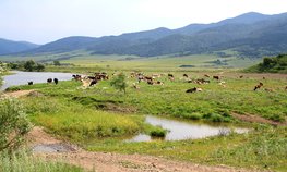 Депутат Оглоблина рассказала, как получить заброшенные сельхозземли за 1 рубль