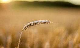 На Агрономическом совещании обсудили вопросы повышения эффективности производства растениеводческой продукции