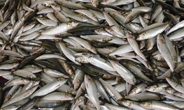 Черноморские рыбаки в 2025 году установили четырехлетний рекорд по вылову