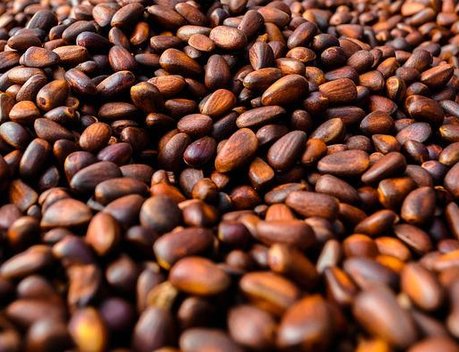 Россия и Монголия укрепляют сотрудничество в АПК