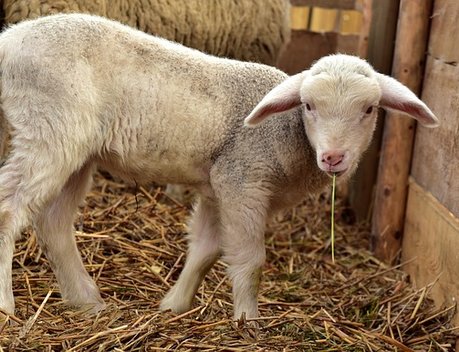 Фермеры и сельхозкооперативы Забайкалья в 2025 году произвели продукцию на 1 млрд рублей