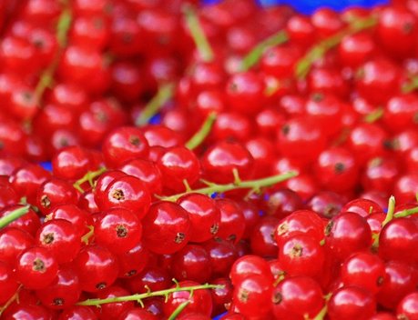 В Ивановской области почти на 15 % выросло производство ягод