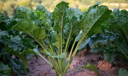 АО СК «РСХБ-Страхование» выплатило более 29 млн рублей за гибель и частичную гибель урожая сахарной свеклы агропредприятию Краснодарского края