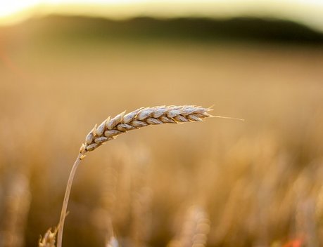 Крым в 2025 году увеличил объем экспортных поставок на 30 % за счет вывоза зерна