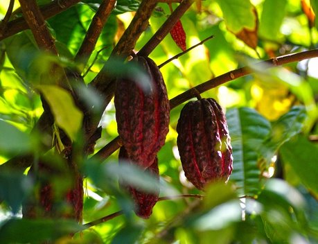 Россия и Мадагаскар укрепляют сотрудничество в сфере АПК