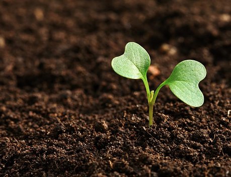 Россия и Катар развивают взаимодействие в сфере аграрных технологий