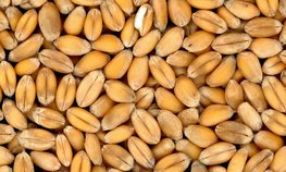 Китай обеспечит производство зерна на уровне 725 млн тонн в 2026 году