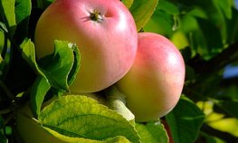 Оксана Лут и Игорь Артамонов обсудили развитие АПК Липецкой области