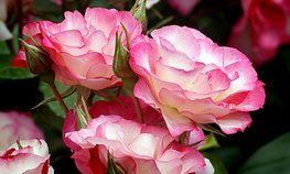 Производство цветов в России за пять лет выросло на 40 %