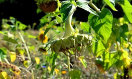 АО СК «РСХБ-Страхование» выплатило более 129 млн рублей за гибель урожая кукурузы и подсолнечника на зерно агропредприятию Краснодарского края