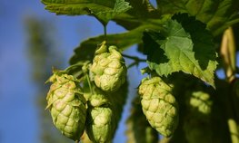 В Чувашии в 2026 году увеличат гранты на развитие хмелеводства в 2,4 раза