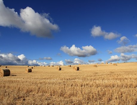 В Калининграде разработали инвестпрограмму поддержки АПК на 170 млрд рублей