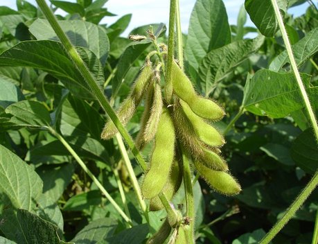 АО СК «РСХБ-Страхование» выплатило более 29 млн рублей за гибель урожая сои агропредприятию в Краснодарском крае