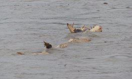 В Дагестане организована системная работа по ликвидации последствий паводков для сельского хозяйства