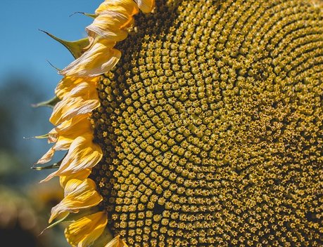 Оксана Лут представила в Совете Федерации результаты работы и планы по обеспечению технологического суверенитета АПК