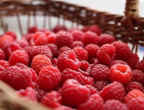 В России растет производство ягод