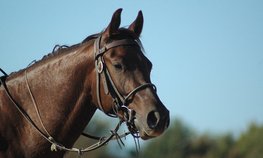 В России формируют основу для развития и популяризации русской тройки