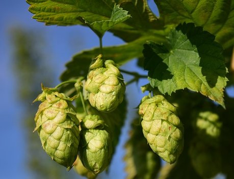 Россия планирует увеличить производство хмеля к 2030 году более чем в семь раз