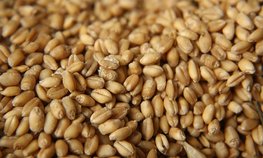 Роль стран ЕАЭС на мировом аграрном рынке обсудили на ПМЭФ