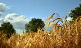 Оксана Лут и Рустам Минниханов обсудили вопросы развития АПК Татарстана