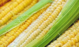В Сибири прогнозируют увеличение урожая кукурузы