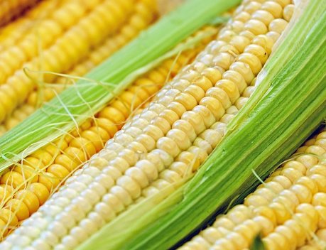 В Сибири прогнозируют увеличение урожая кукурузы