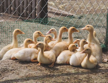 Россия ограничила импорт птицеводческой продукции из некоторых регионов Испании