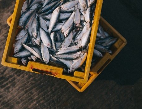 Россия сохраняет роль крупнейшего поставщика рыбной продукции в Китай